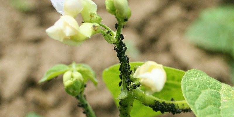 Bohnentrieb mit weißen Blüten und starkem Befall durch die Schwarze Bohnenblattlaus.