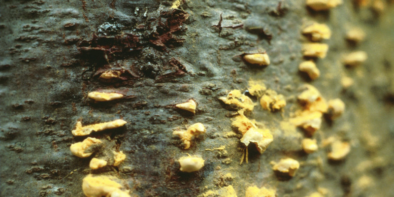 Blasenförmige Sporenlager am Stamm einer Weymouths-Kiefer.