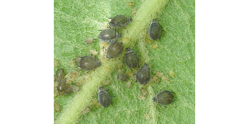 Schwarze Mehlige Apfelblattläuse (Dysaphis plantaginea) an der Unterseite eines Apfelblatts. 9 Stammmütter mit jungen Blattläusen.