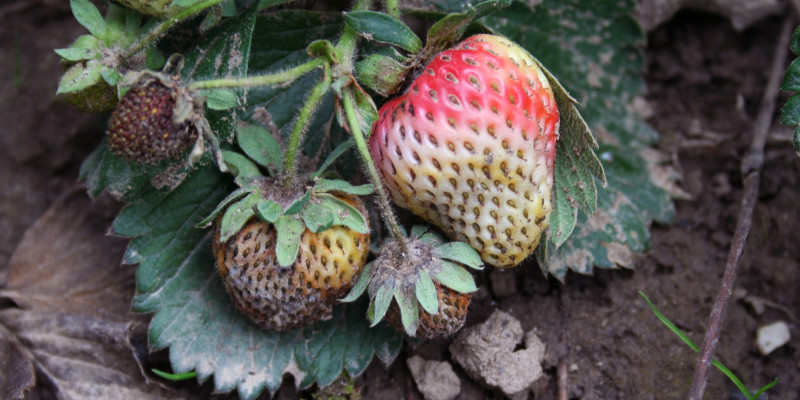 5 mit Lederbeerenfäule befallene Erdbeeren unterschiedlicher Größe liegen auf 2 fleckigen Erdbeerblättern am Boden.