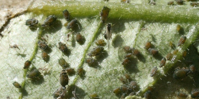 Unterseite eines Gurkenblatts mit zahlreichen Gurkenblattläusen