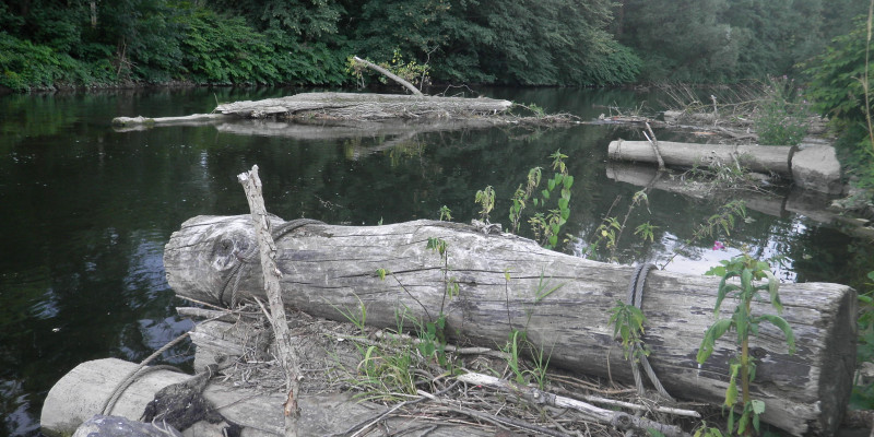 Foto: Gezielt eingebrachte und befestigte Totholz-Baumstämme in der Ruhr. Sie erhöhen die Strömungsdiversität und Strukturvielfalt. Die Ufer sind dicht bewachsen.