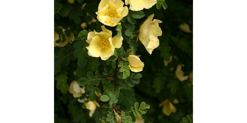 Rosa hugonis-Rosenstock mit zahlreichen gelbe Blüten