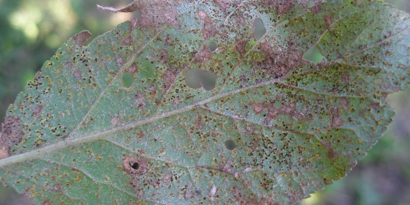 Pflaumenrostbefall (Tranzschelia pruni-spinosae) an der Blattunterseite