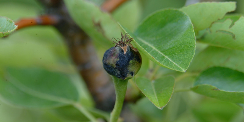 Schadbild der Birnengallmücke