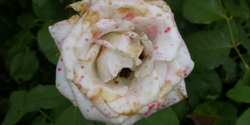 Grauschimmel an Rosenblüte
