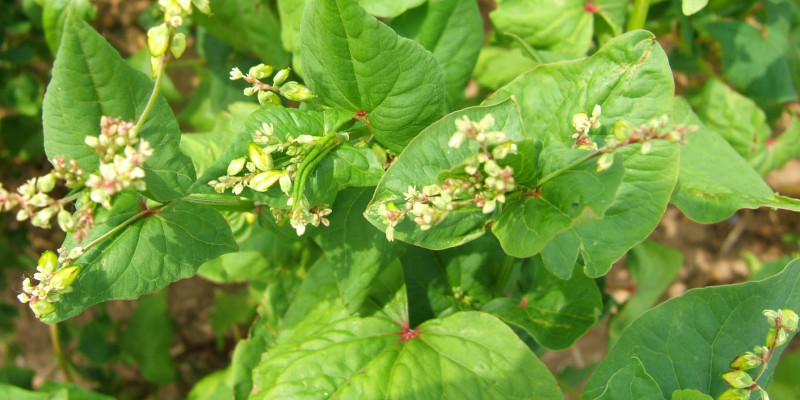 Buchweizen-Blüten (Fagopyrum esculentum) 