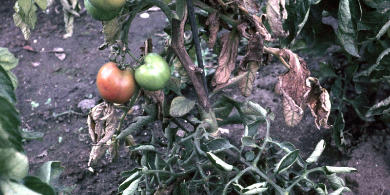 Frucht- und Stängelfäule an Tomatenpflanze mit Früchten