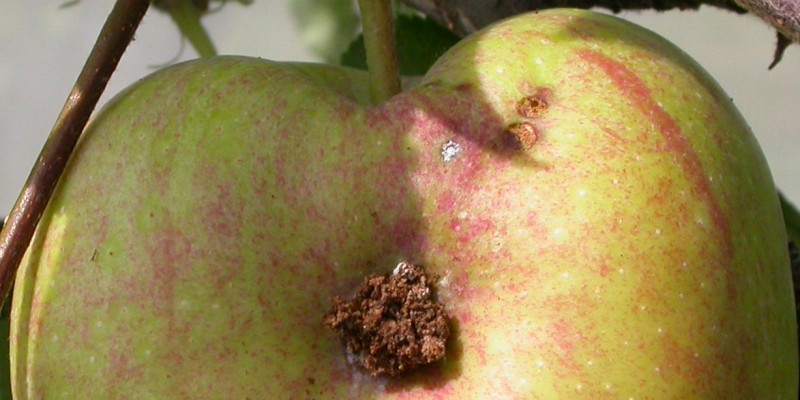 Apfelwicklereinbohrung