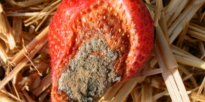Erdbeerfrucht mit Grauschimmelbefall
