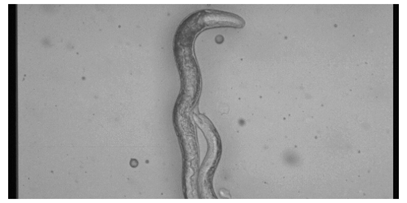 Parasitäre Nematoden der Art Phasmarhabditis hermaphrodita