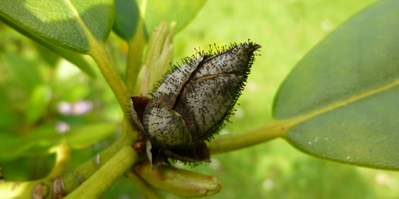 Rhododendronknospe mit schwarzem Flaum