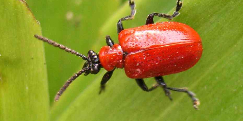 Lilienhähnchen (Lilioceris lilii)