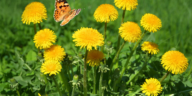 Ein Bund Löwenzahn (Taraxacum officinale) mit einem Schmetterling