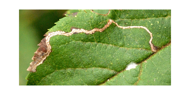 Obstbaumblatt mit gut sichtbaren Miniergängen