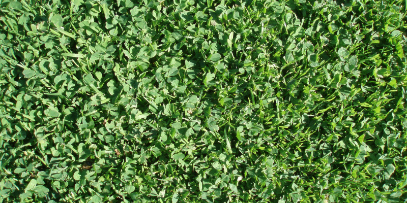 Mikroklee Rasen Bilder: Entdecke die Welt des Zeichnens!