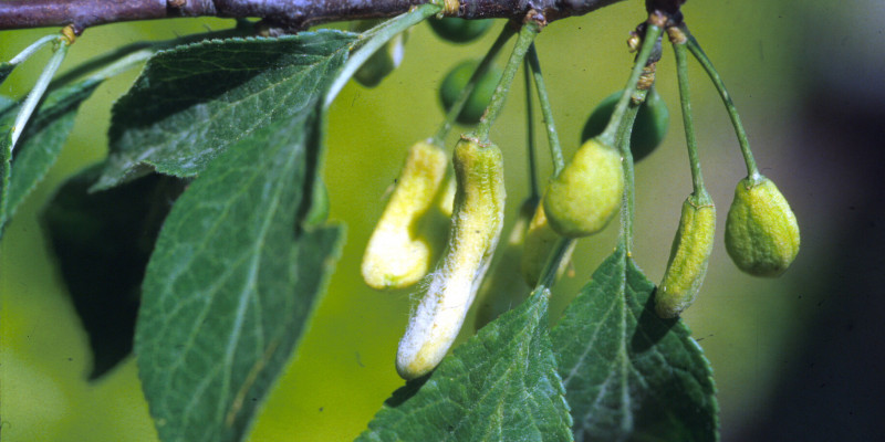 Deformierte Pflaumen am Ast