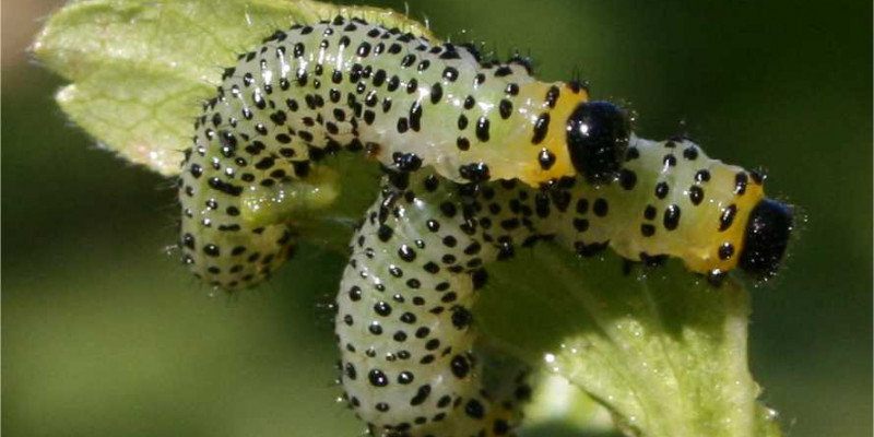 Die Larve der Gelben Stachelbeerblattwespe ist grün mit schwarzen Punkten und schwarzem Kopf.