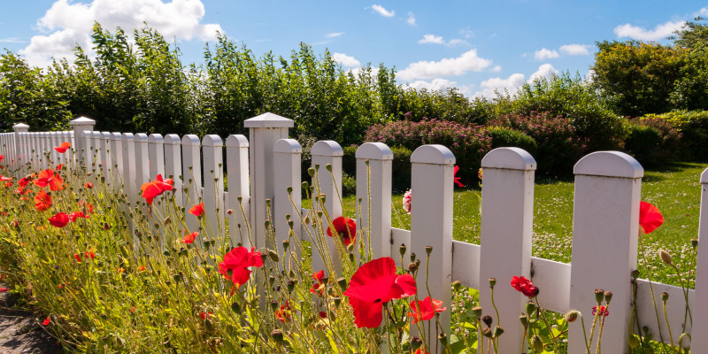 Klatschmohn vor weißem Holzzaun