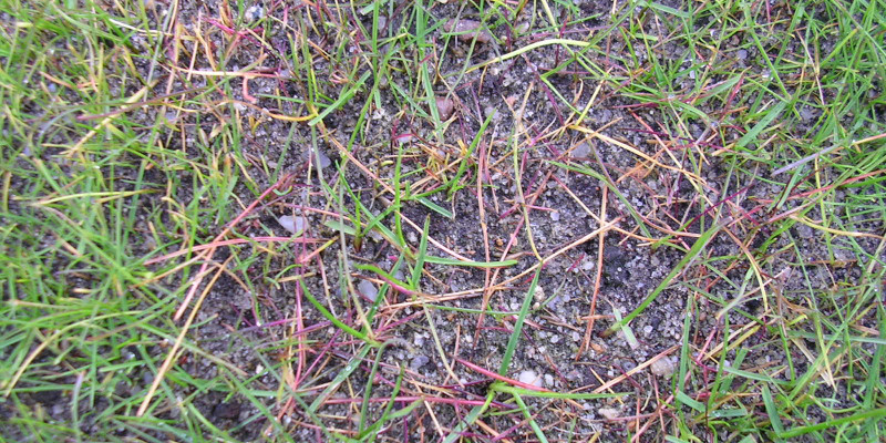 Pythium-Fäule (Pythium spp.)