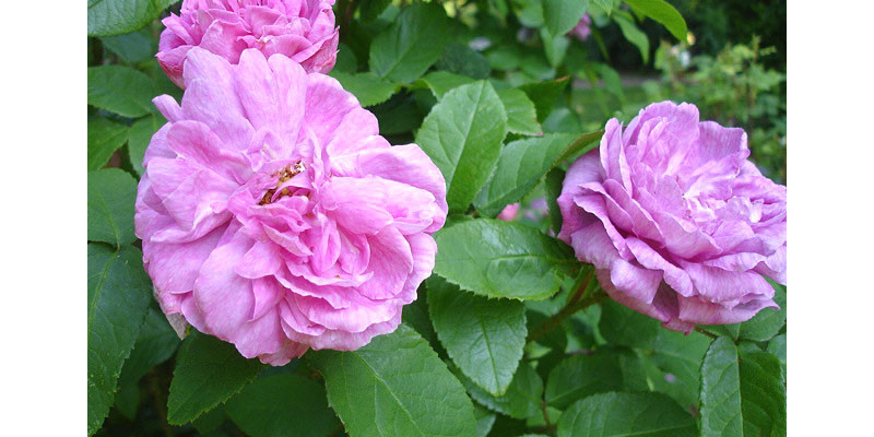 Moos-Rose (Rosa Muscosa)