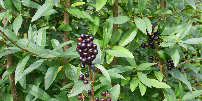 Liguster (Ligustrum vulgare) 'Lodense'
