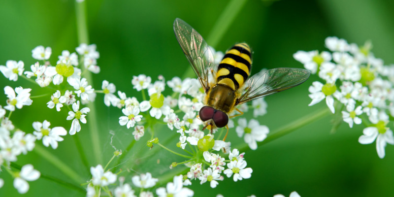 Eine Schwebfliege auf einer Blüte.