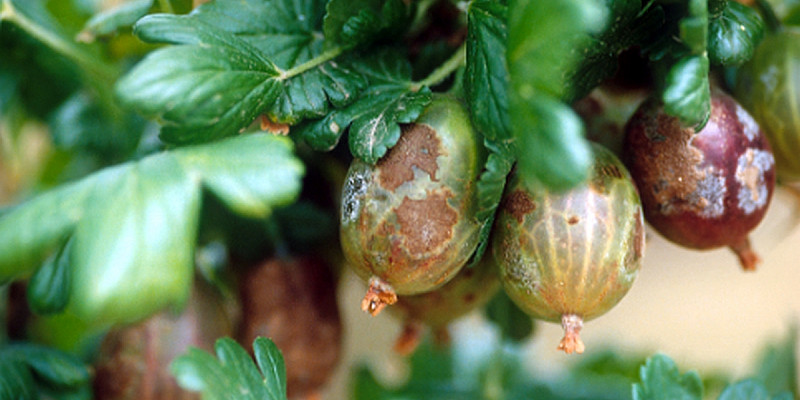 Amerikanischer Stachelbeermehltau an Beeren
