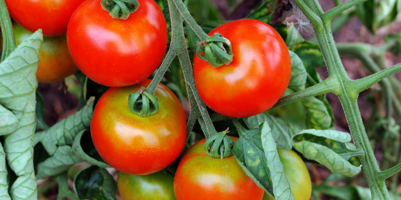 Nährstoff- und Wassermangel an einer Tomatenpflanze