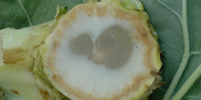 Weichfäule lässt das Gewebe glasig und matschig erscheinen. Zudem geht von befallenen Pflanzen oft ein sehr unangenehmer Geruch aus.