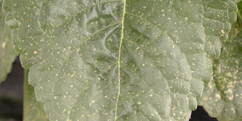 befallenes Blatt mit silbernen Sprenkeln