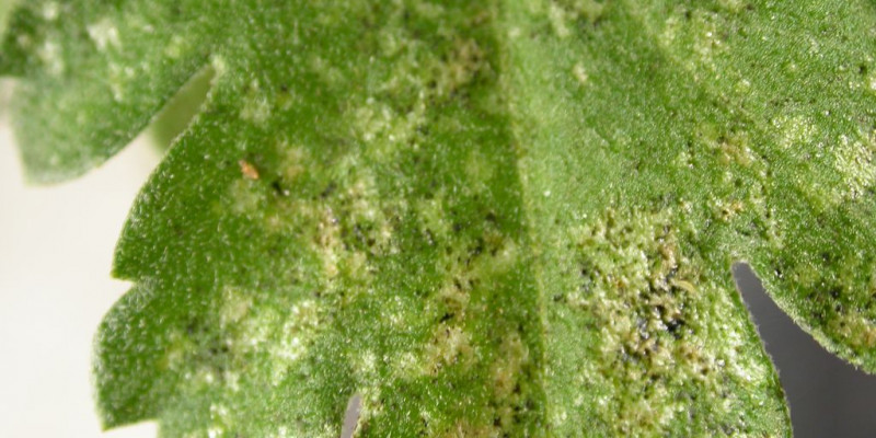 Silbrig gesprenkelte Blätter weisen auf einen Befall mit Thripsen hin.