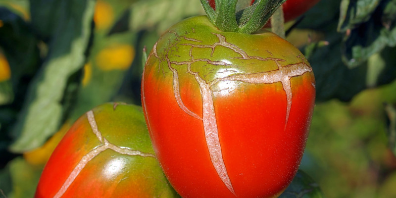 Geplatzte Tomatenfrüchte