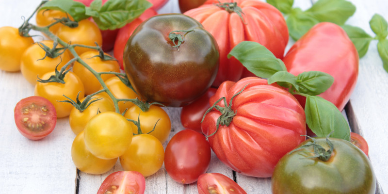 Sammlung von Tomaten in unterschiedlichen Formen und Farben