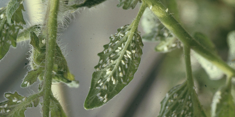 Weiße Fliegen an der Unterseite eines Tomatenblatts.