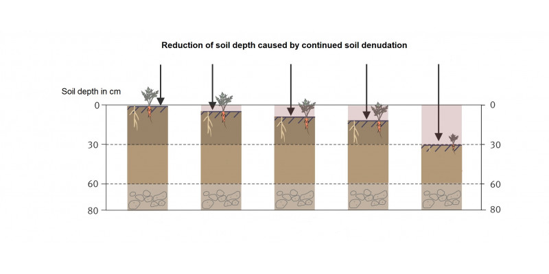 Figure 1: Reduction of soil depth caused by continued soil denudation. 