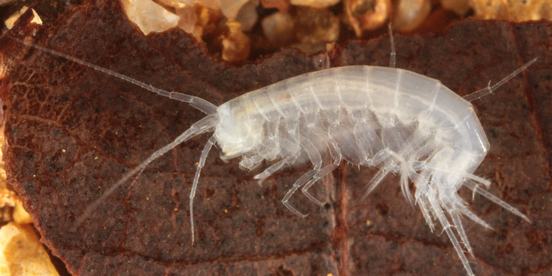 Groundwater flea canker