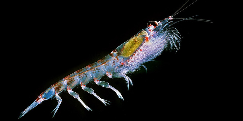 Antarktischer Krill (Euphausia superba) bildet die Grundlage des antarktischen Nahrungsnetzes