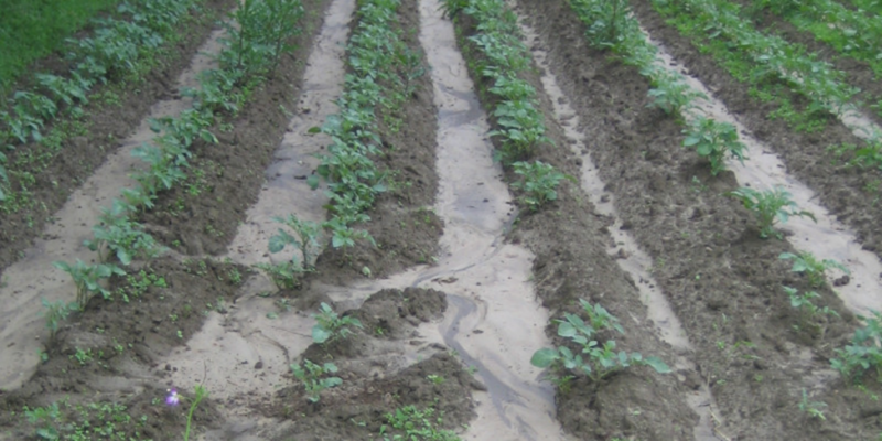 Figure 2. Potato dams in the downslope direction force soil loss by water.