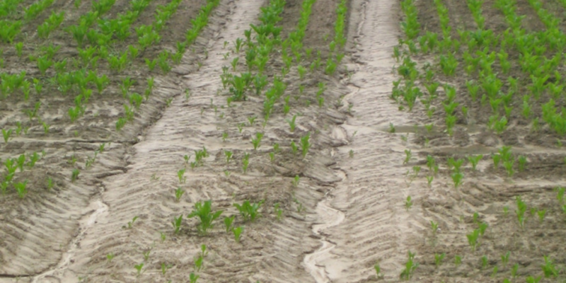 Figure 3. Ruts in the downhill direction promote soil loss by water. 