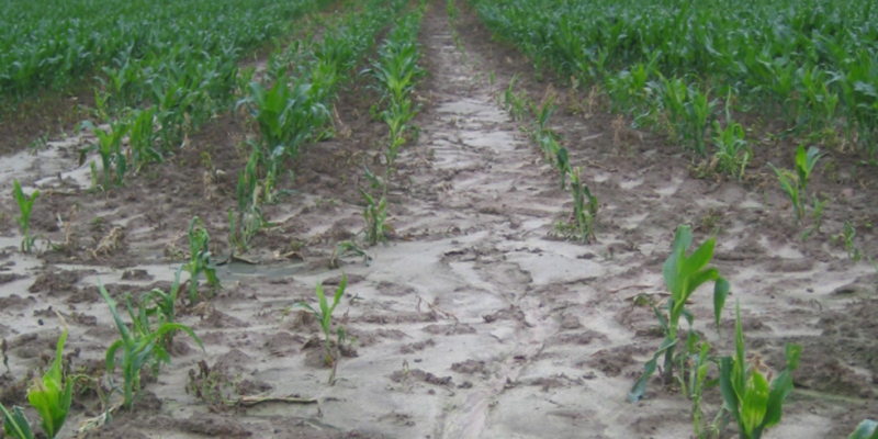 Figure 4. When growing corn, the soil is uncovered for a long time and is susceptible to soil loss and siltation. 