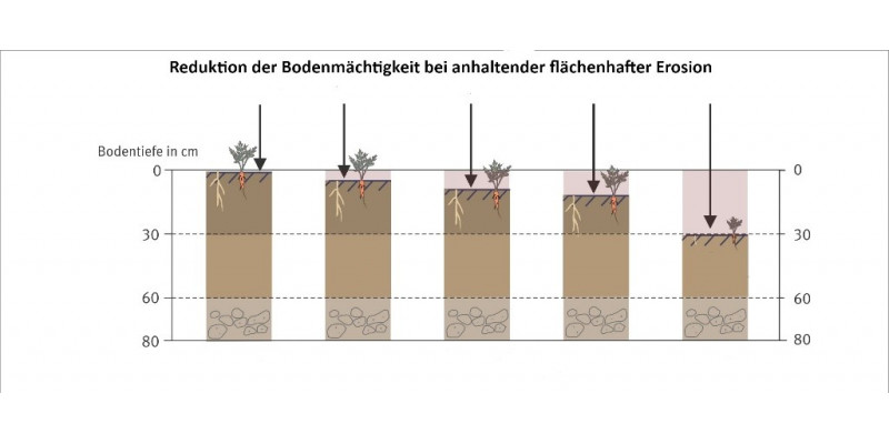 Abbildung 1: Reduktion der Bodenmächtigkeit bei anhaltender flächenhafter Erosion in einem Diagramm