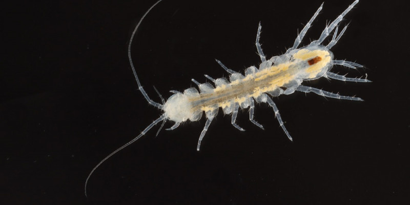 Cave Water Clown