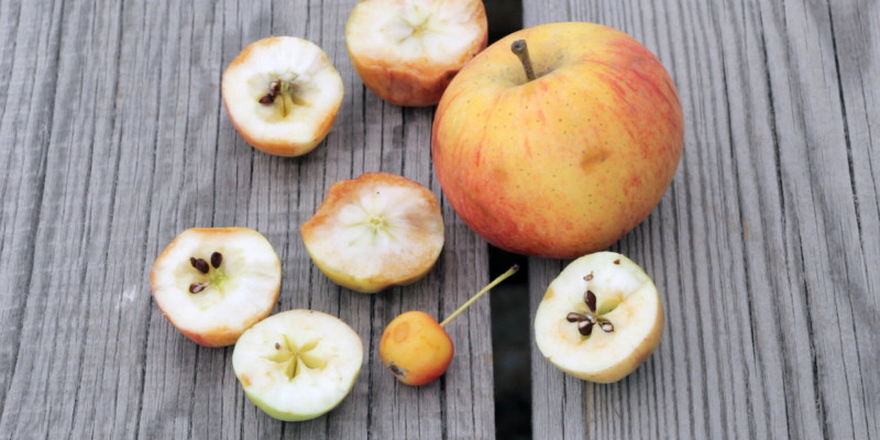 Halbierte Wildäpfel sowie ein ganzer Kulturapfel zum Größenvergleich