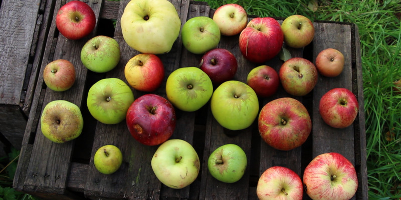Früchte verschiedener Apfelsorten