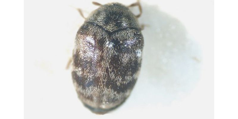 Imago des Australischen Teppichkäfers