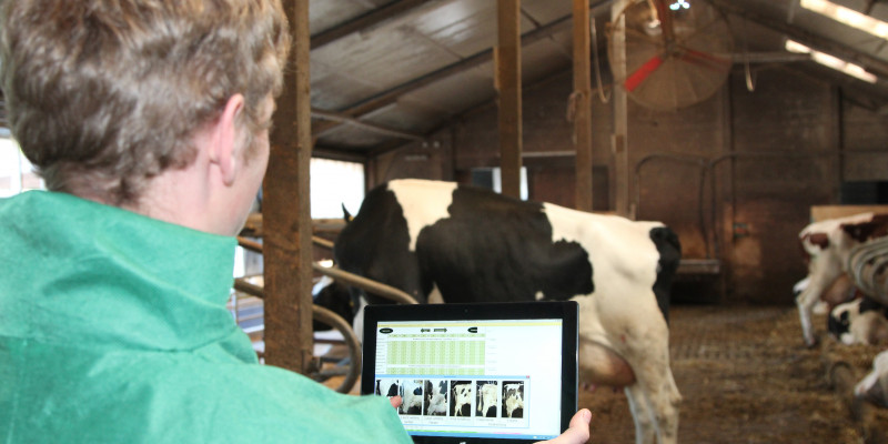 Foto: Person im Kuhstall mit einem Tablet auf dem Diagramme angezeigt werden.