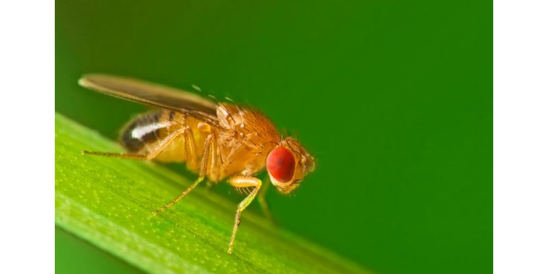 Essigfliege (Drosophila melanogaster)