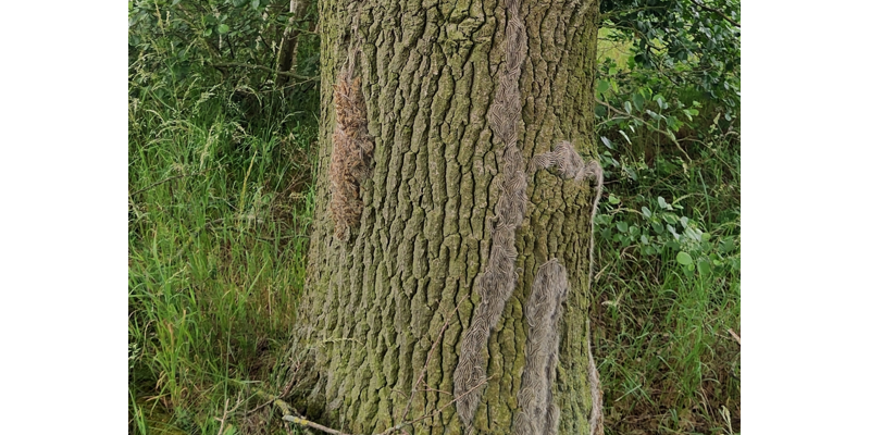 Raupen des Eichenprozessionsspinners wandern an einem Baumstamm empor.