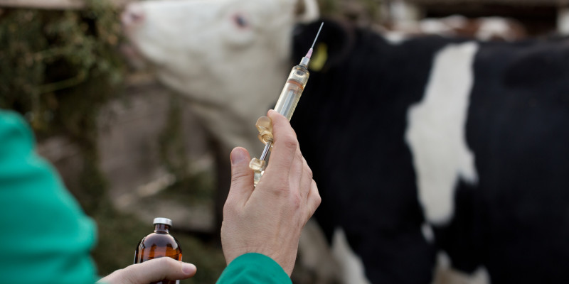 Foto: Kurz vor Verabreichung eines Tierarzneimittels am Rind mittels einer Injektion.